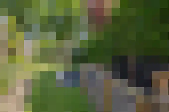 Houtduif 6 Raalte thumbnail 37