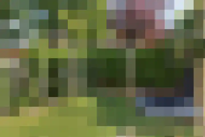 Houtduif 6 Raalte thumbnail 38