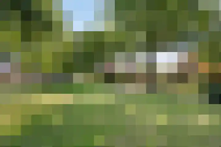 Houtduif 6 Raalte thumbnail 40