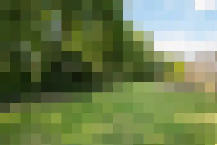 Houtduif 6 Raalte thumbnail 41