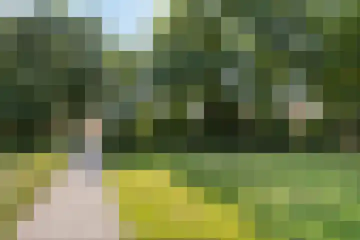 Houtduif 6 Raalte thumbnail 42