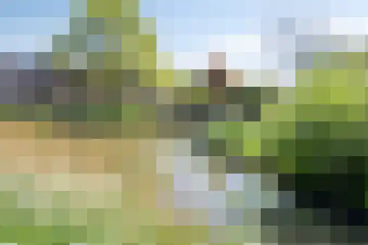 Houtduif 7 Nieuwegein thumbnail 25