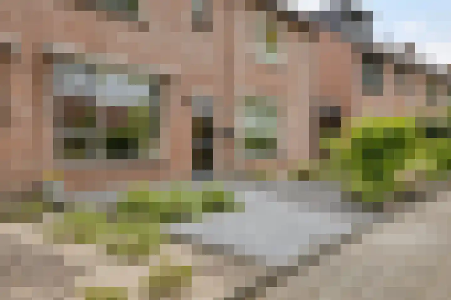 Houtduif 9 Etten-Leur thumbnail 7