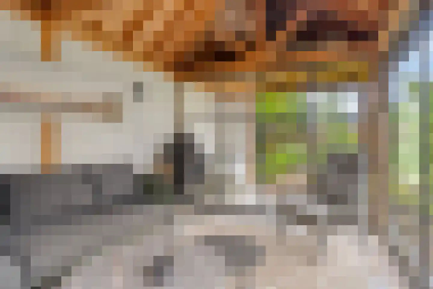 Houtduiflande 10 Pijnacker thumbnail 4