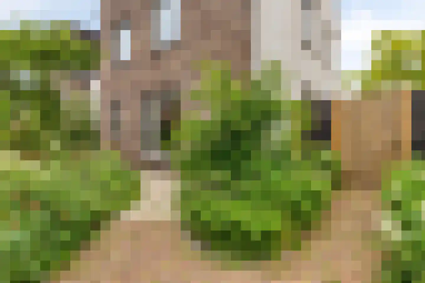 Houtduiflande 10 Pijnacker thumbnail 6
