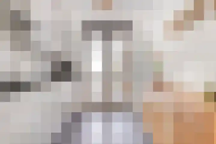Houtert 7 Gemert thumbnail 4