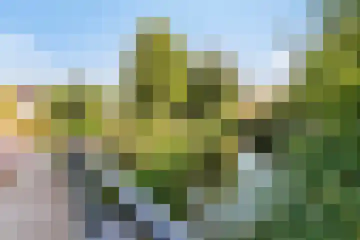 Houtert 7 Gemert thumbnail 48
