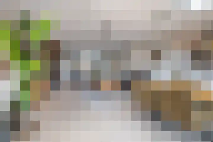 Houtkoper 9 Landsmeer thumbnail 15