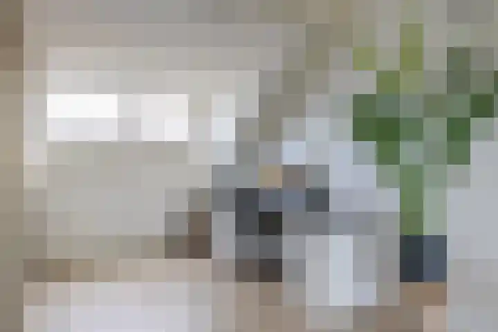 Houtkoper 9 Landsmeer thumbnail 36