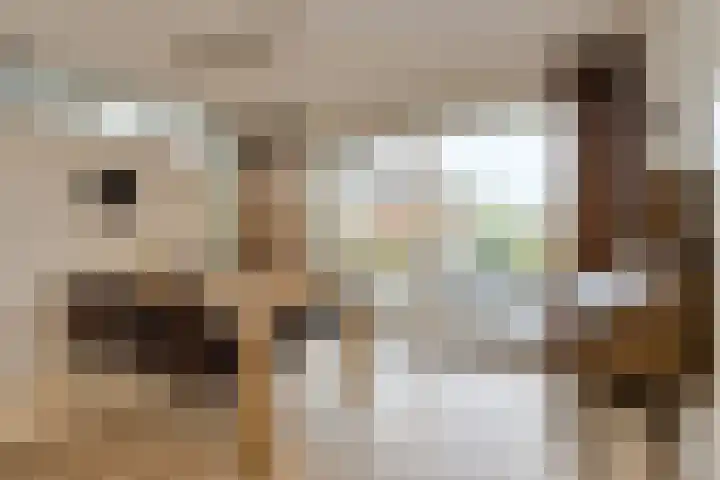 Houtse Heuvel 23 A Den Hout thumbnail 18