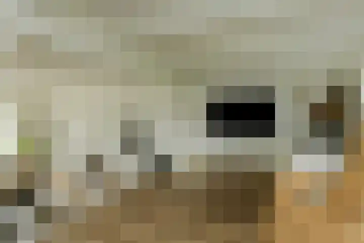 Houtse Heuvel 35 A Den Hout thumbnail 11