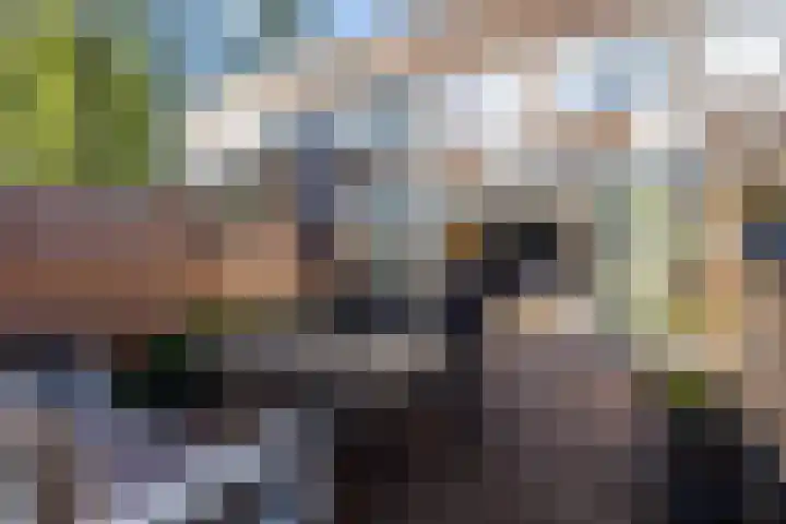 Houtsnijdershorst 3 Apeldoorn thumbnail 36