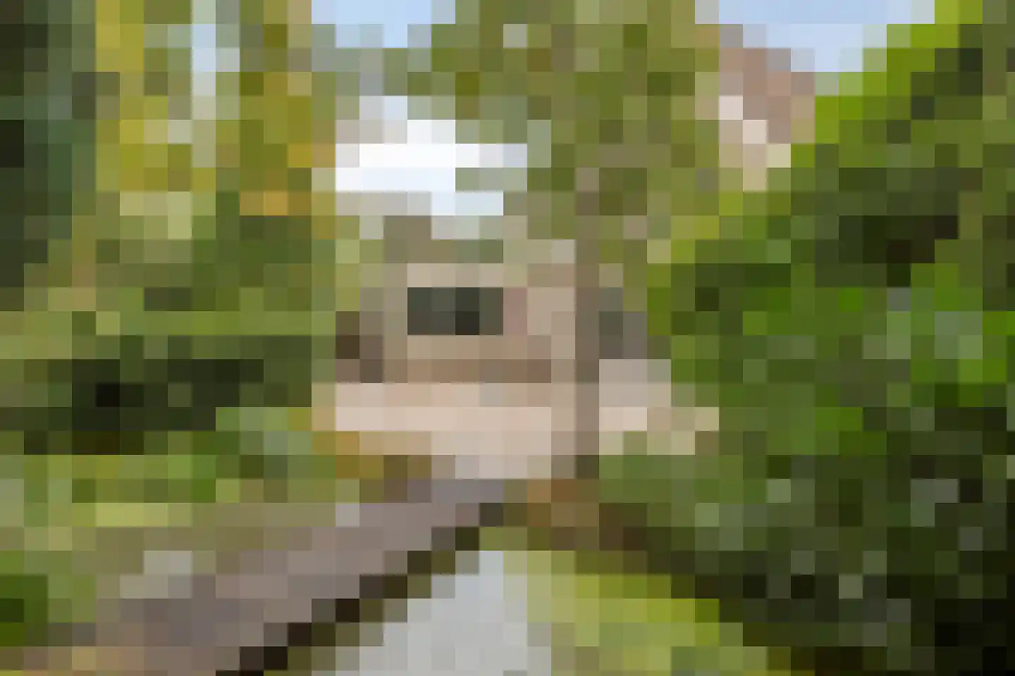 Houtsnip 14 Obdam thumbnail 27