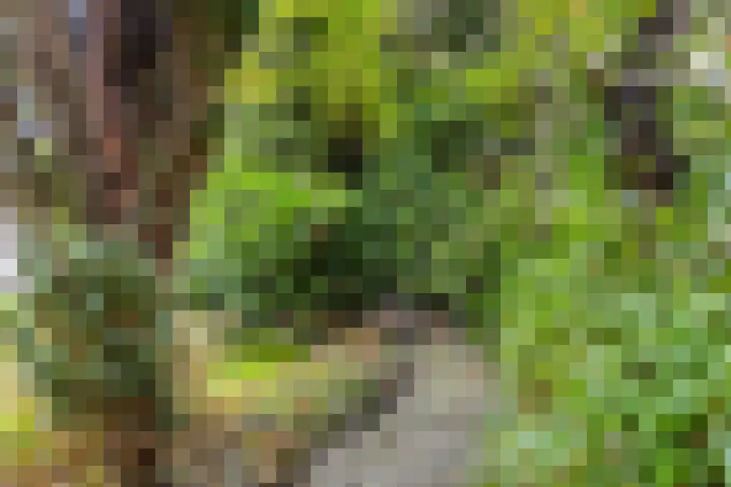 Houtsnip 14 Obdam thumbnail 32