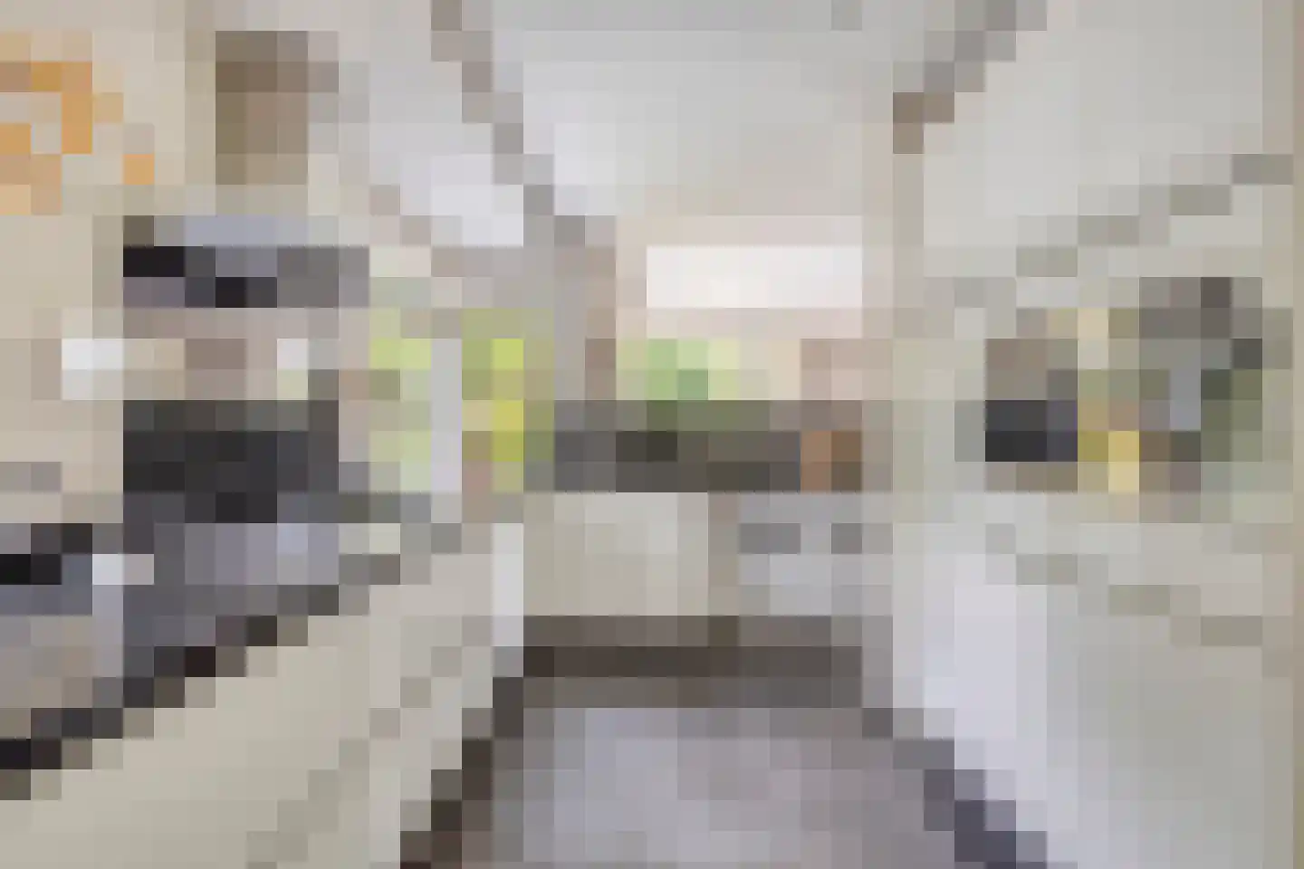 Houtsnip 2 Castricum thumbnail 18