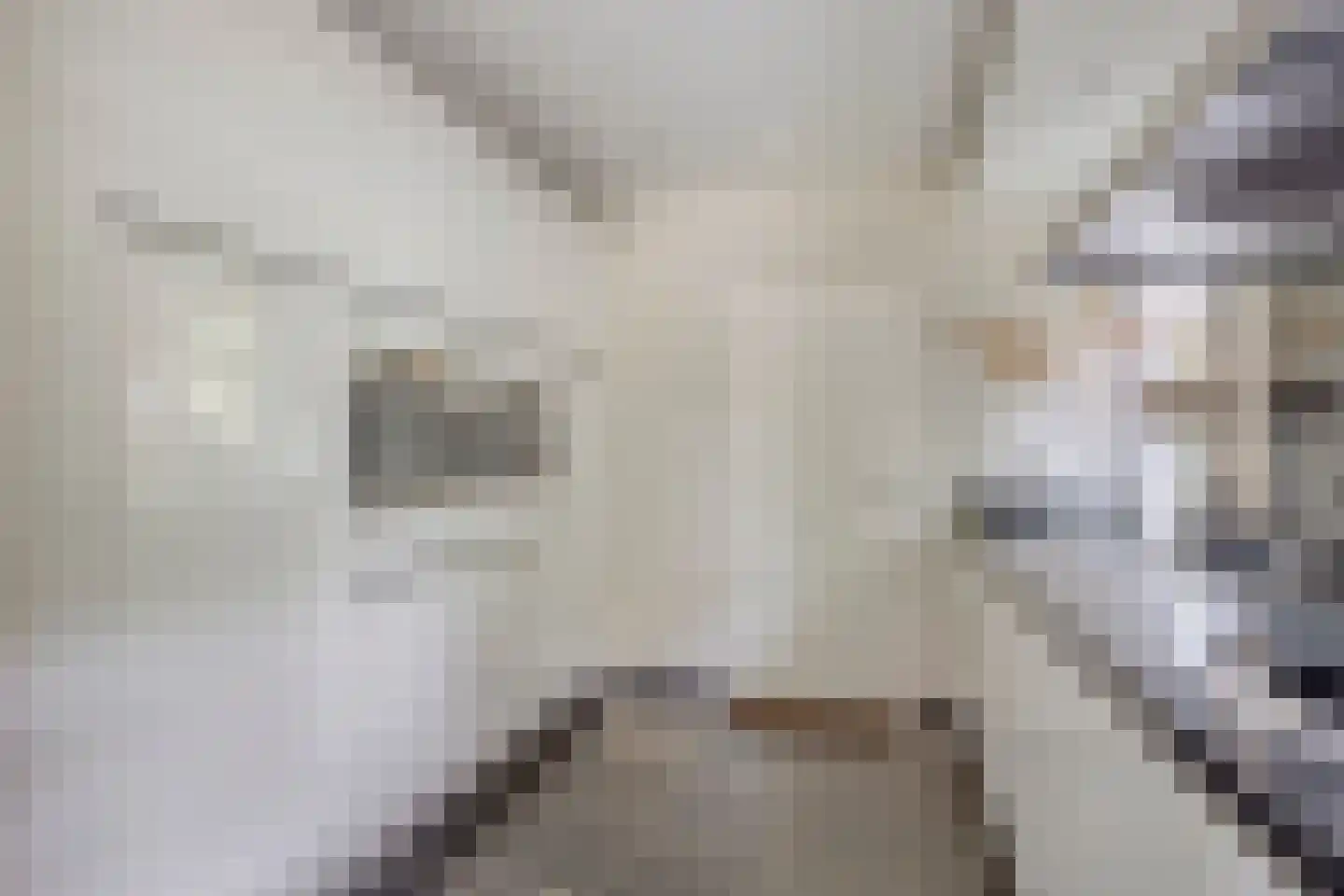 Houtsnip 2 Castricum thumbnail 19