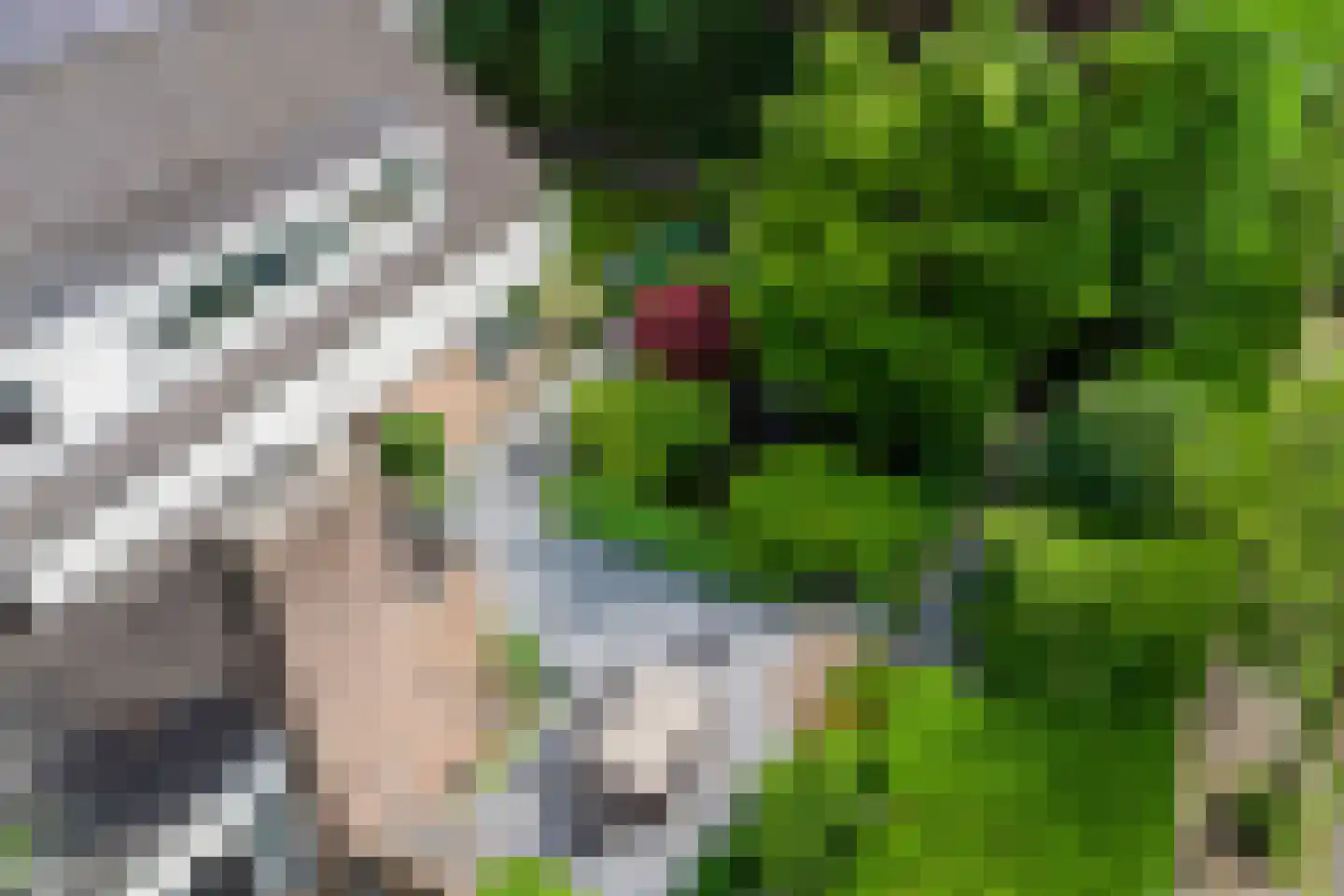 Houtsnip 2 Castricum thumbnail 22