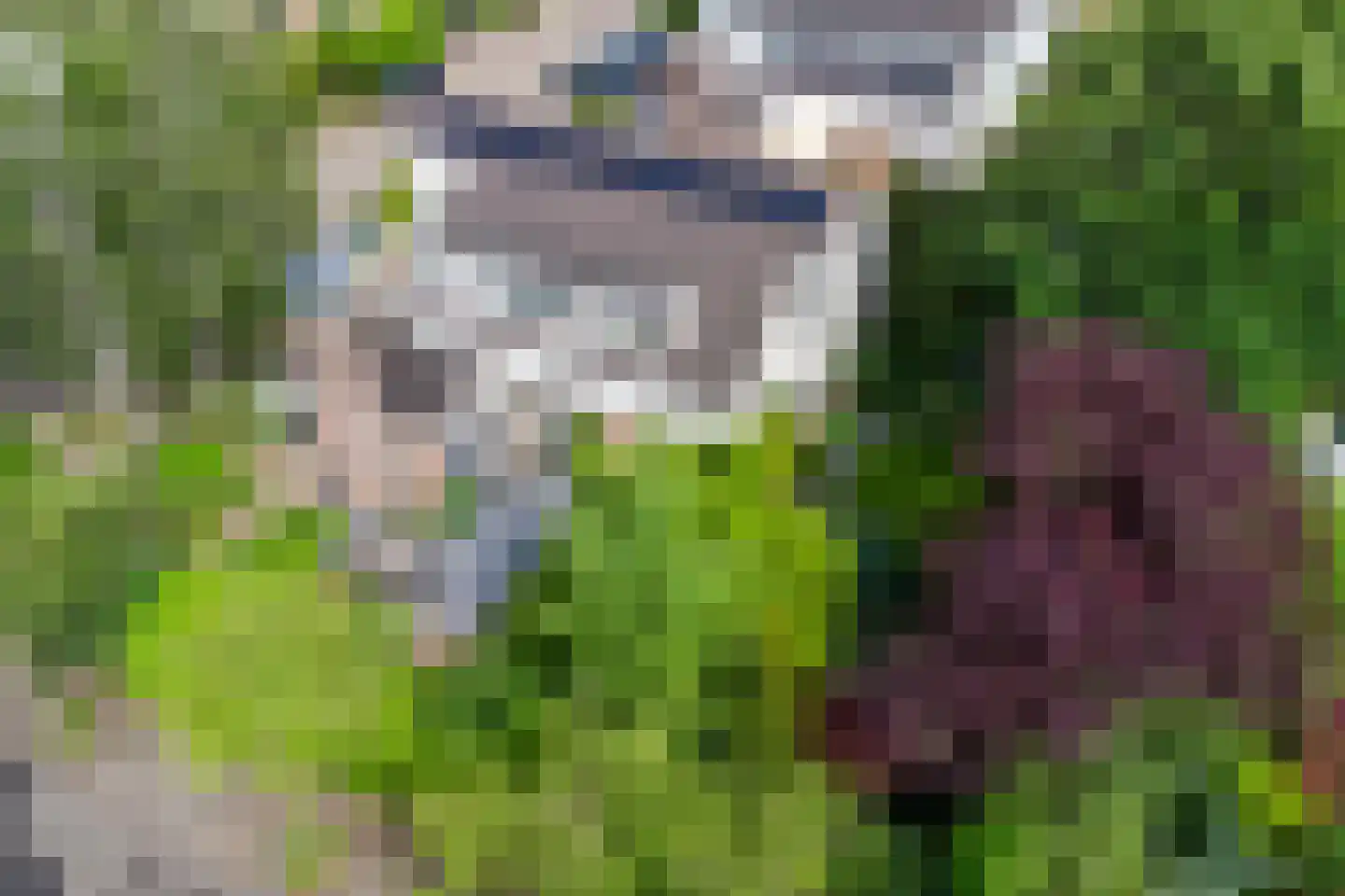 Houtsnip 2 Castricum thumbnail 23