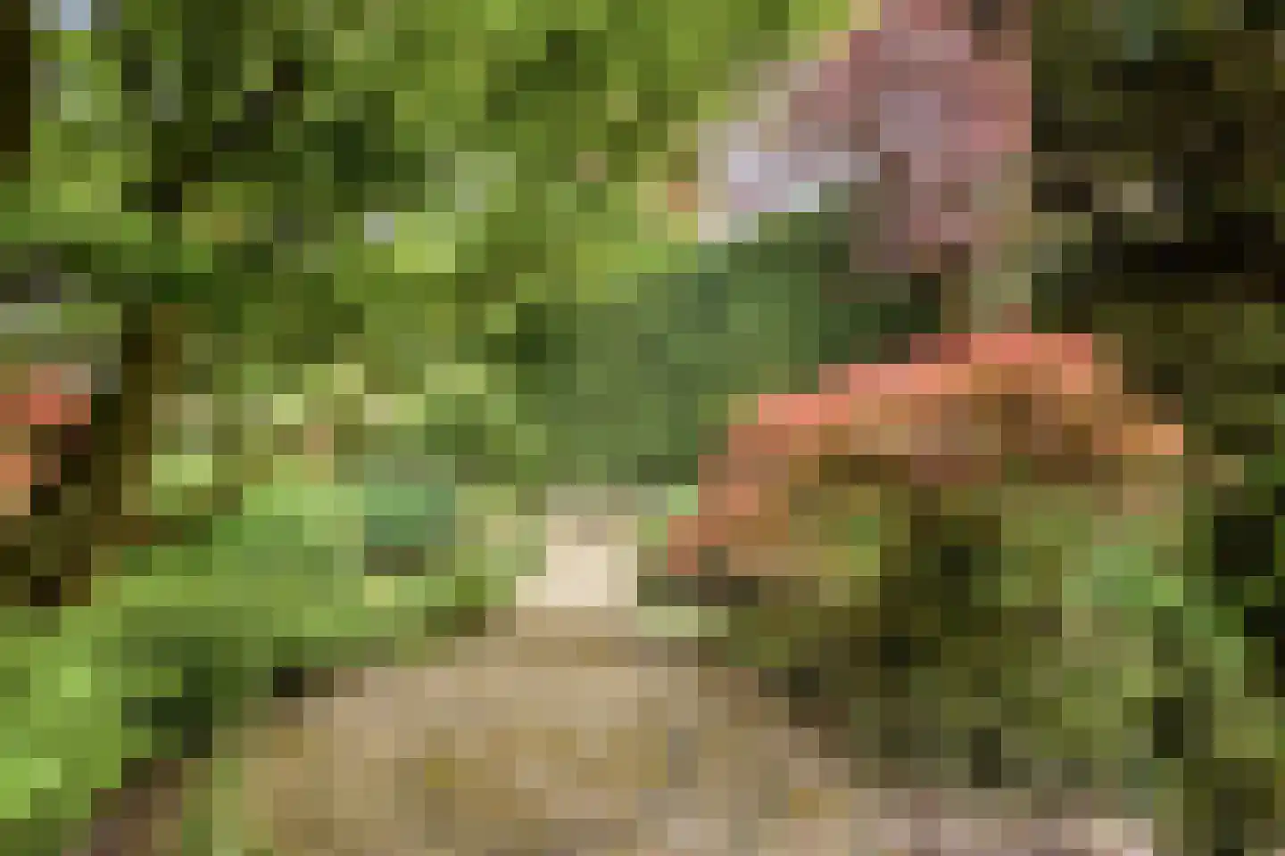 Houtsnip 2 Castricum thumbnail 27