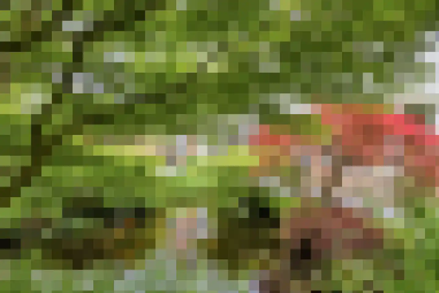 Houtsnip 2 Castricum thumbnail 28