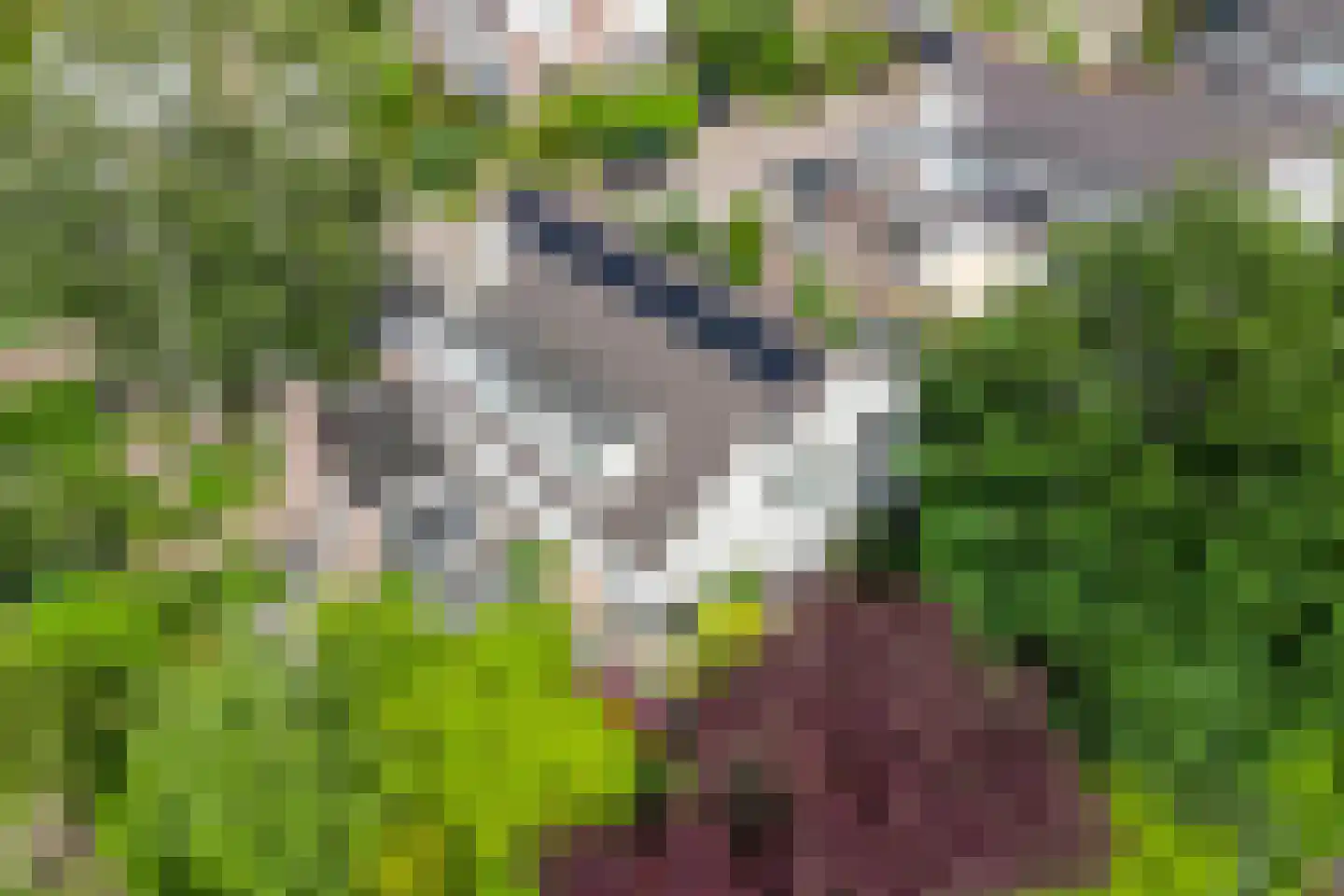Houtsnip 2 Castricum thumbnail 34