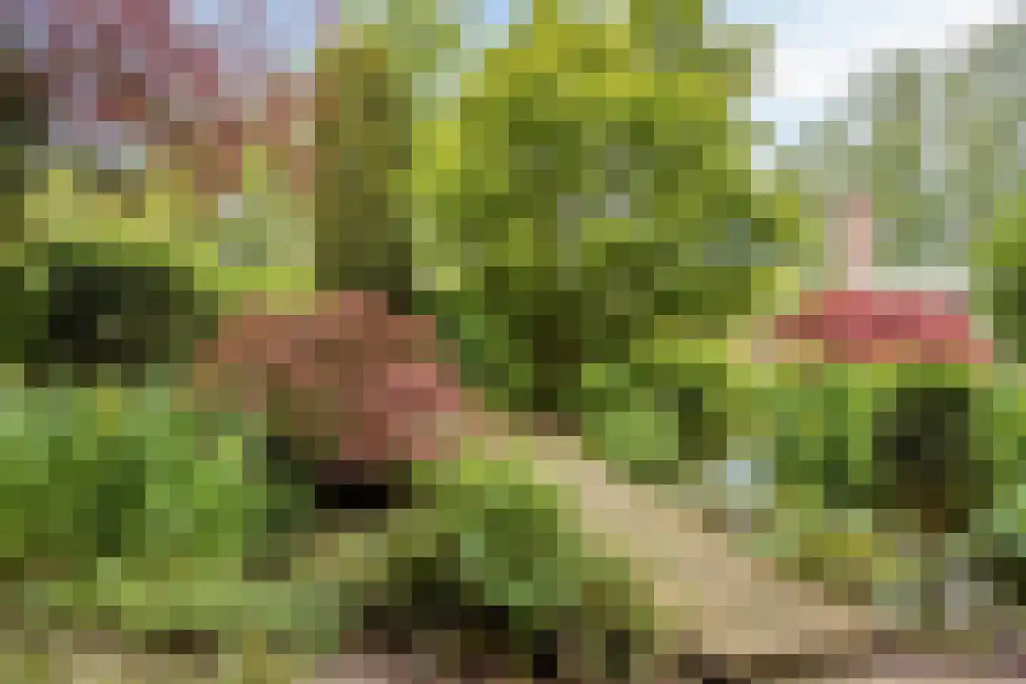 Houtsnip 2 Castricum thumbnail 4