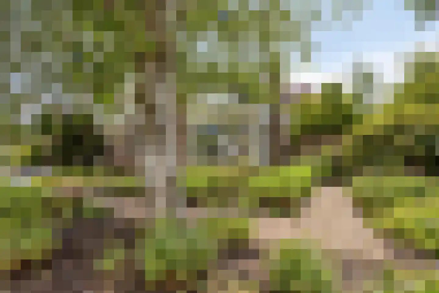 Houtsnip 2 Castricum thumbnail 60
