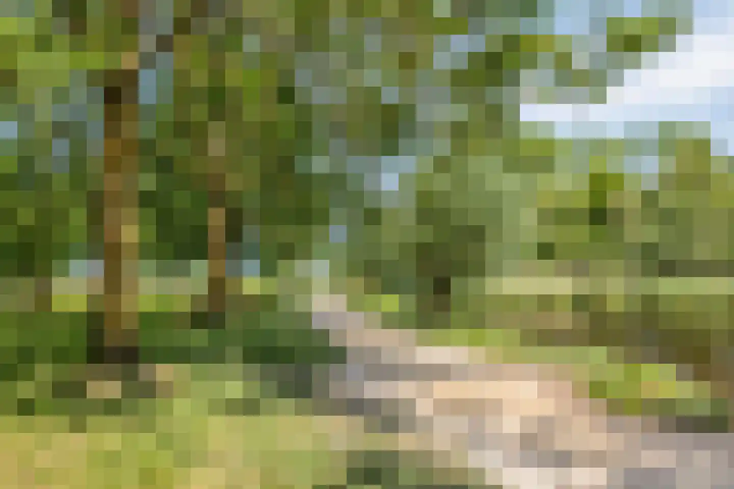 Houtsnip 2 Castricum thumbnail 67