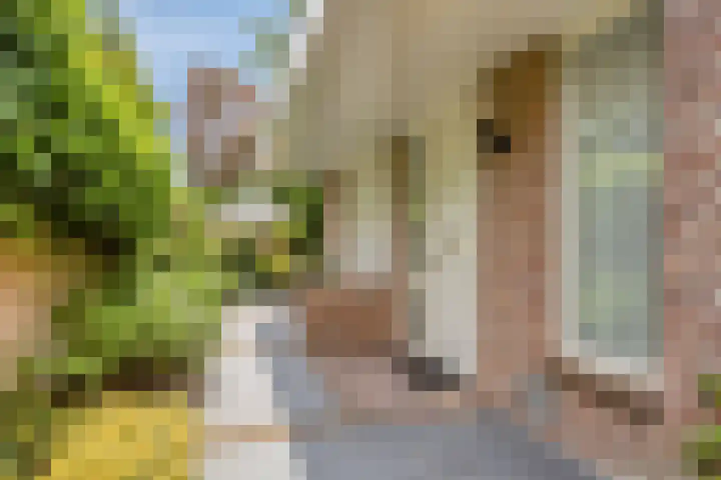 Houtsnip 2 Castricum thumbnail 7