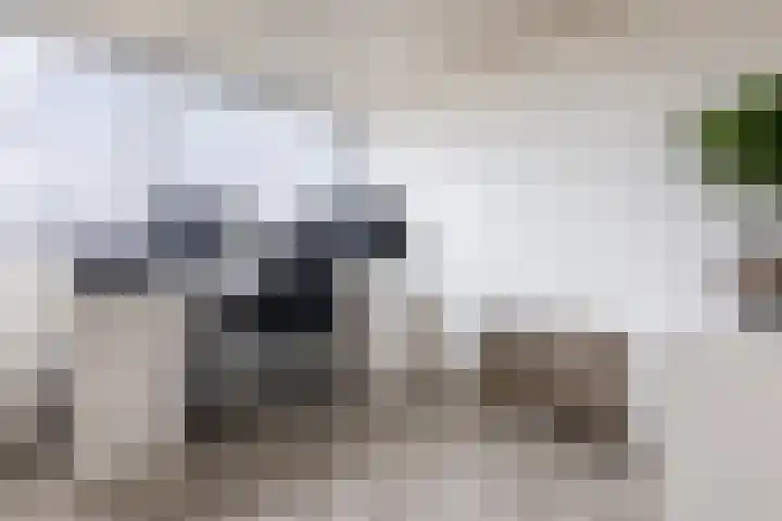 Houtsnipwal 108 Cuijk thumbnail 23