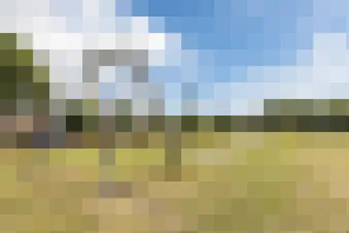 Houtsnipwal 108 Cuijk thumbnail 26