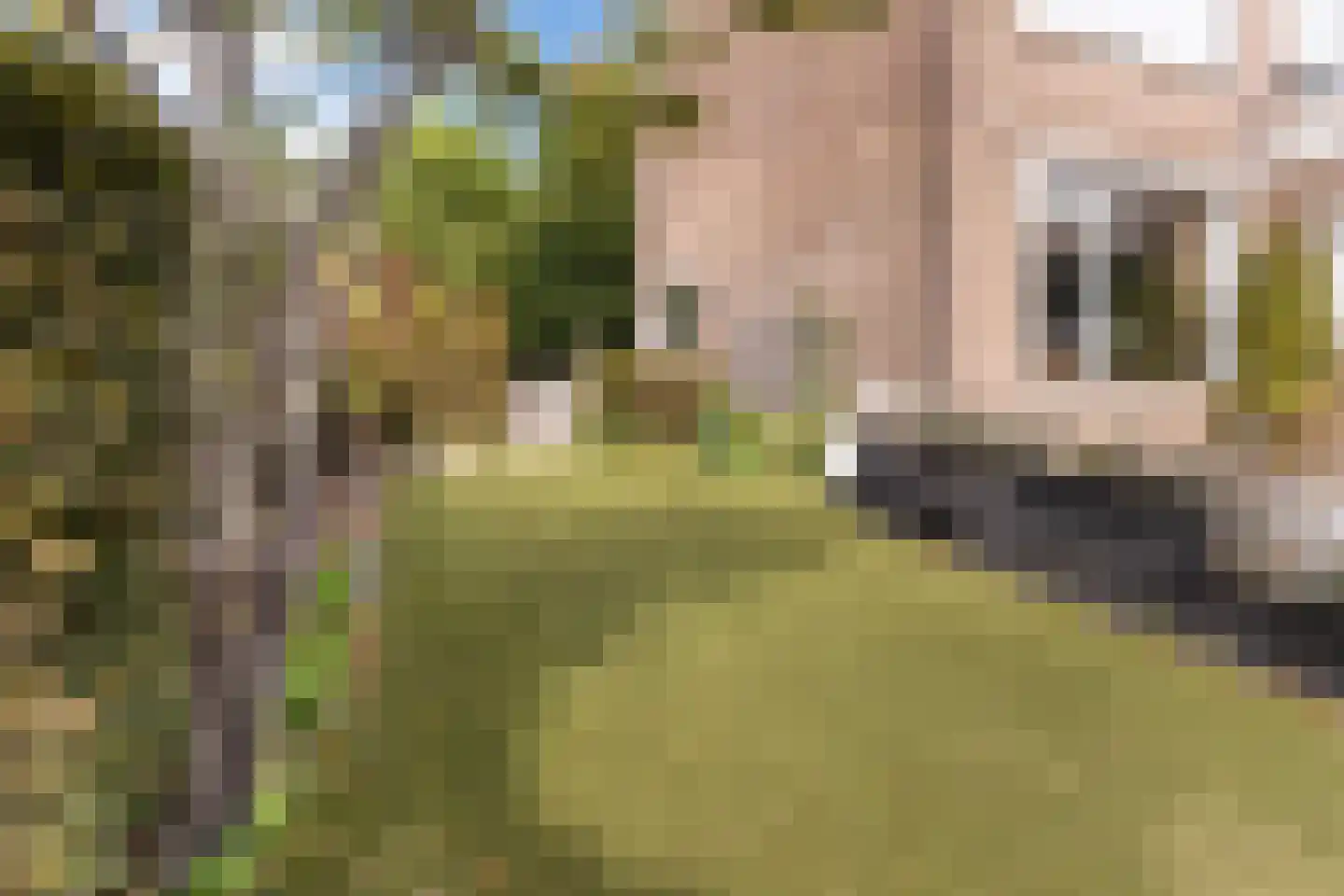 Houtstraat 25 Bergambacht thumbnail 37