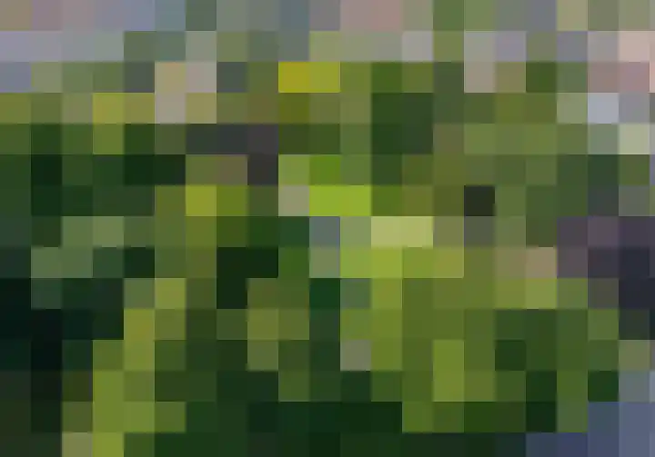 Houttuin 21 Hillegom thumbnail 5