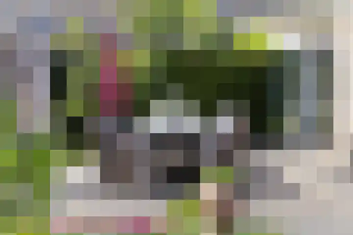 Houttuinen-Noord 46 Apeldoorn thumbnail 48
