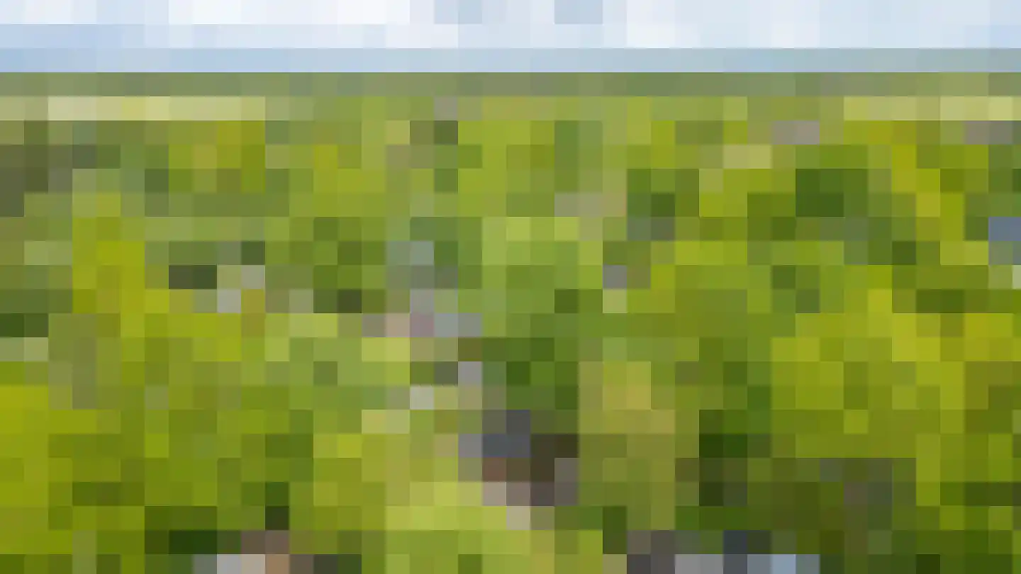 Houtvester Jansenweg 2 104 Gasselte thumbnail 7
