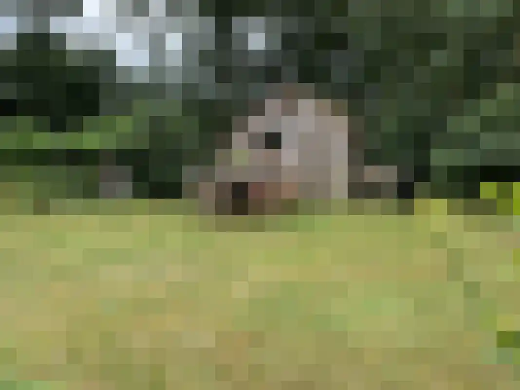 Houtvester Jansenweg 2 105 Gasselte thumbnail 33