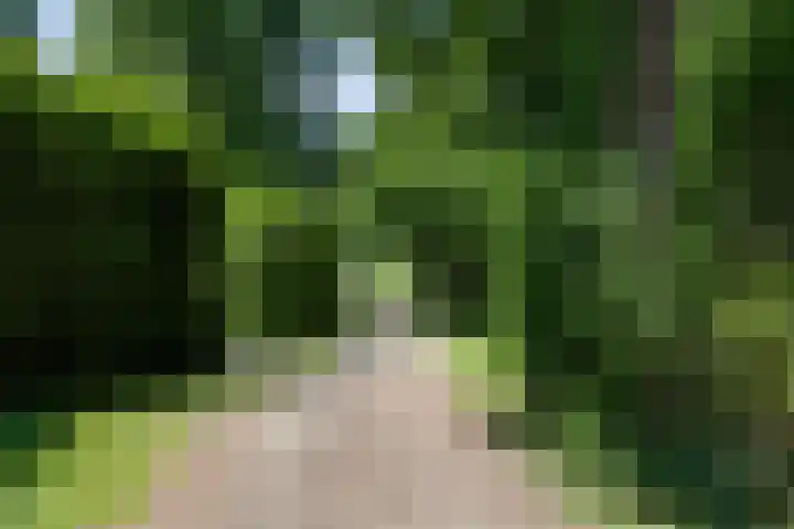 Houtvester Jansenweg 2 202 Gasselte thumbnail 35