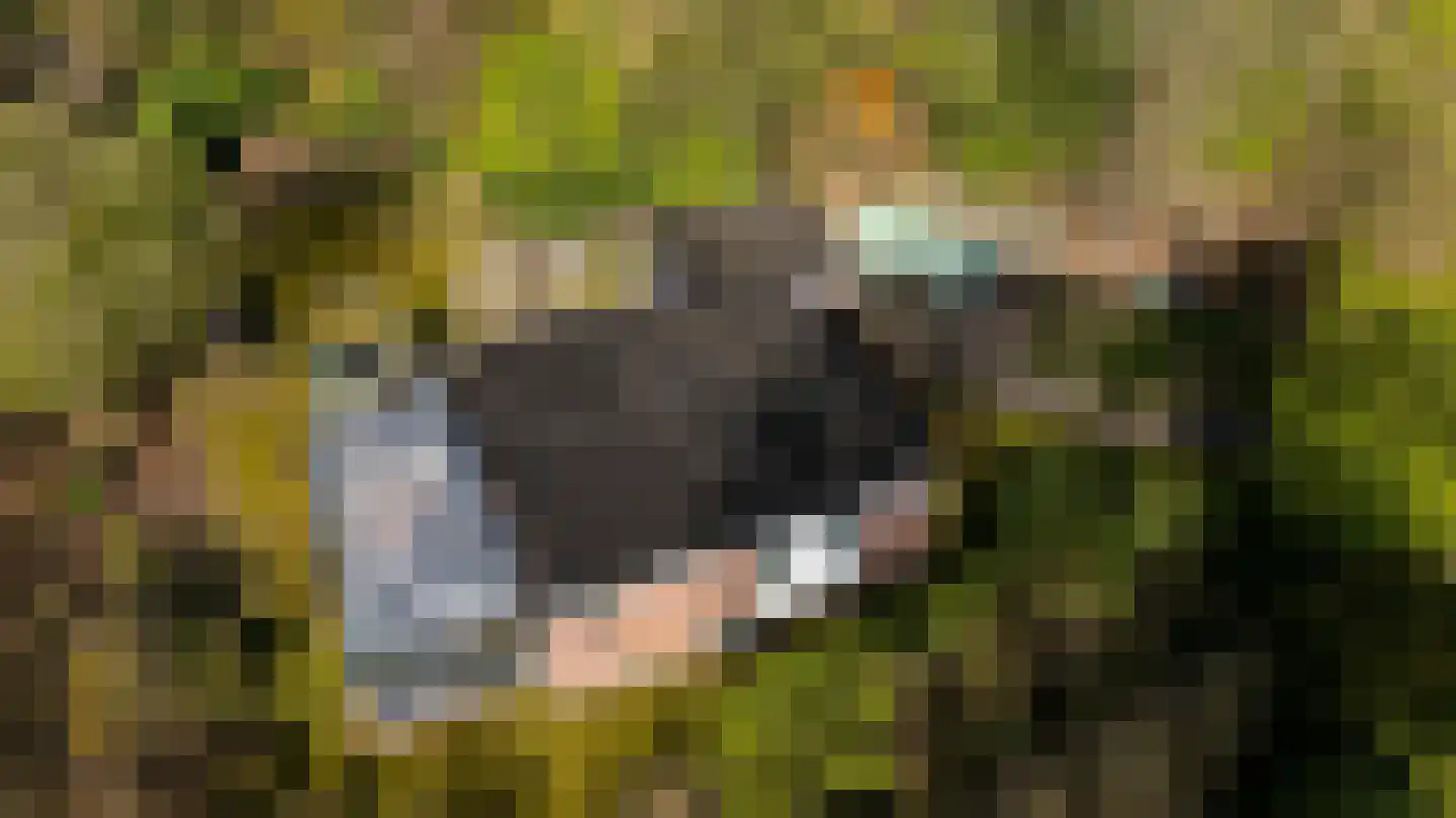 Houtvester Jansenweg 2 23 Gasselte thumbnail 39