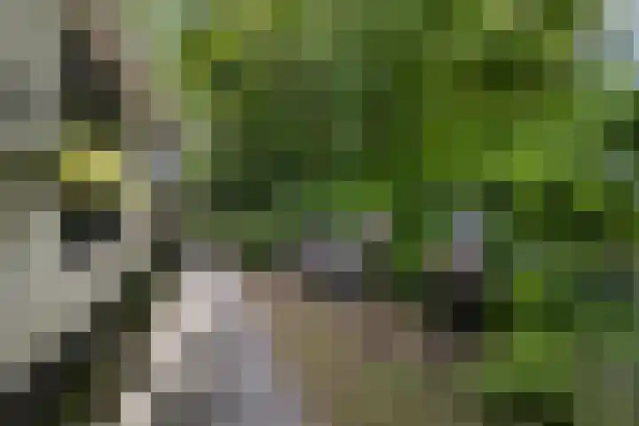 Houtvester Jansenweg 2 30 Gasselte thumbnail 28