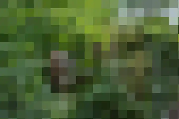 Houtvester Jansenweg 2 30 Gasselte thumbnail 40