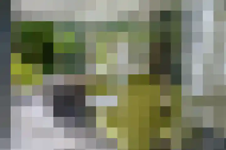 Houtvester Jansenweg 2 30 Gasselte thumbnail 6