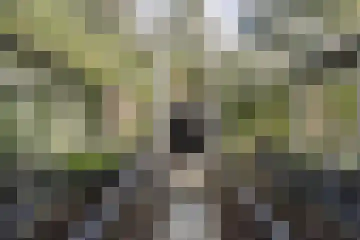 Houtvester Jansenweg 2 81 Gasselte thumbnail 29