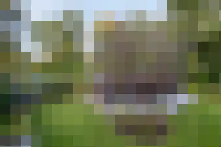 Houtvester Jansenweg 2 81 Gasselte thumbnail 38