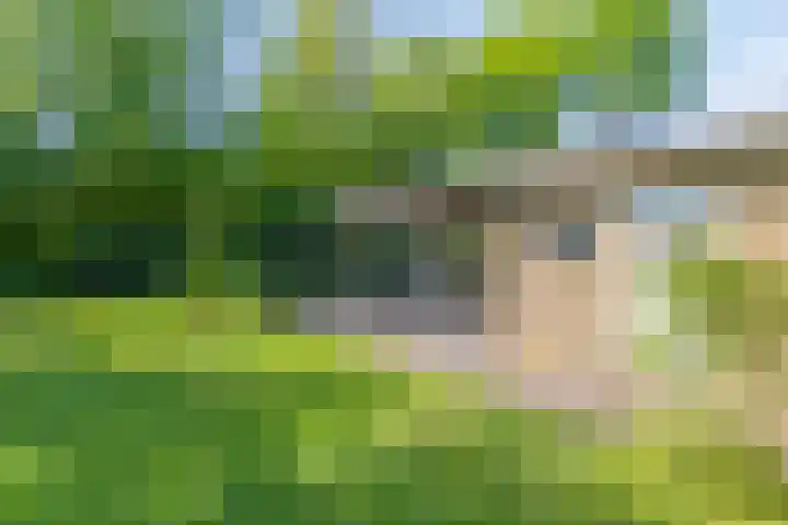 Houtvester Jansenweg 2 84 Gasselte thumbnail 13