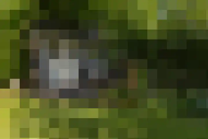 Houtvester Jansenweg 2 84 Gasselte thumbnail 17