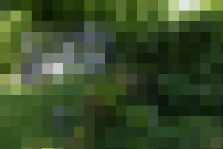 Houtvester Jansenweg 2 84 Gasselte thumbnail 18