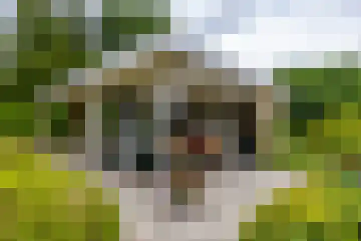 Houtvester Jansenweg 2 92 Gasselte thumbnail 6