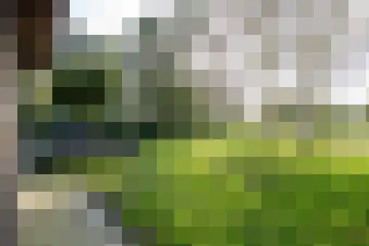 Houtwal 34 Marum thumbnail 96