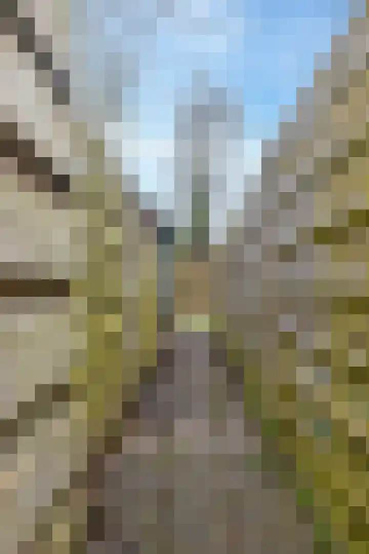 Houtwal 4 Niekerk thumbnail 37