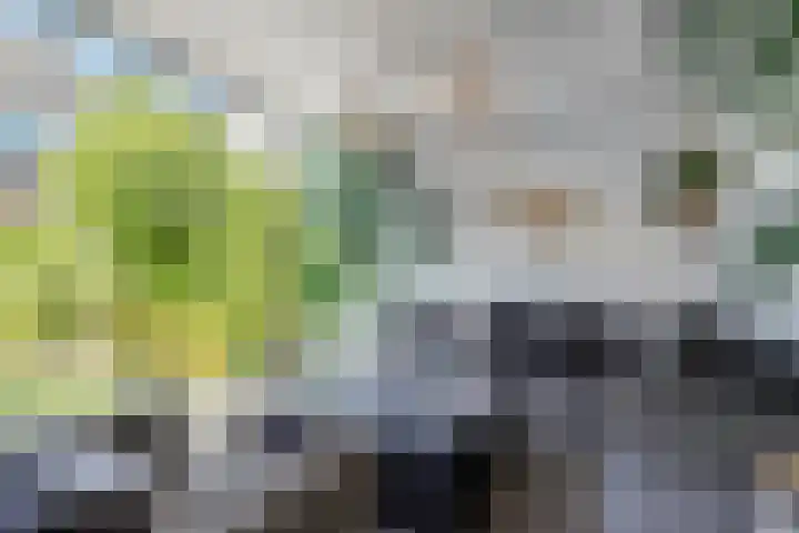 Houtwal 8 Gemert thumbnail 20